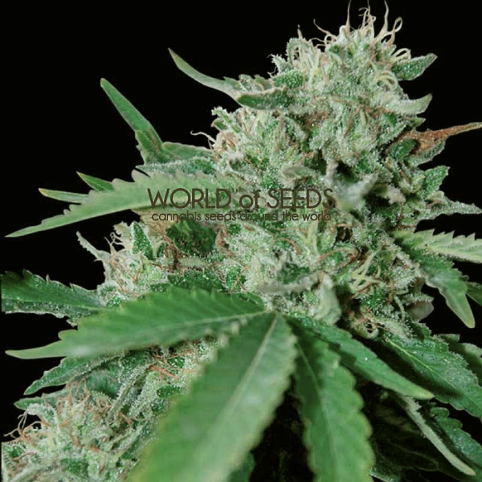 Семена конопли Brazil Amazonia - 10 seeds reg. World of Seeds