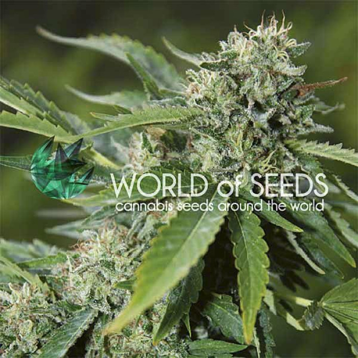 Семена конопли Brazil Amazonia - 10 seeds reg. World of Seeds