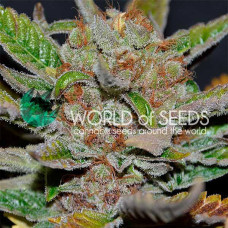 Bubba Haze - 10 seeds regular (World of Seeds)