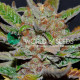 Семена конопли Bubba Haze - 10 seeds reg. World of Seeds
