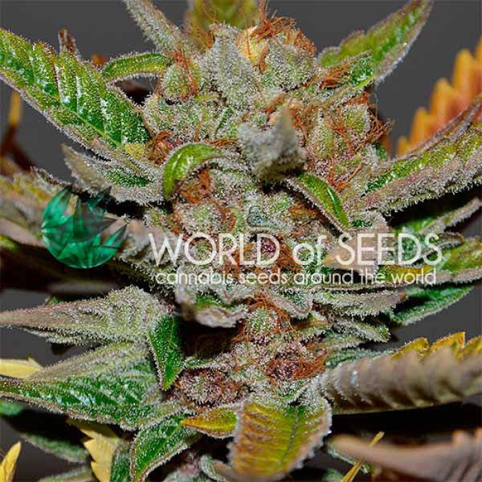 Семена конопли Bubba Haze - 10 seeds reg. World of Seeds