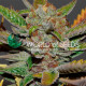 Семена конопли Bubba Haze - 10 seeds reg. World of Seeds