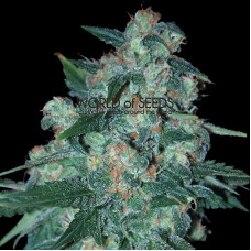 Ketama - 10 seeds regular (World of Seeds)