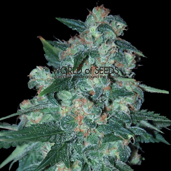 Семена конопли Ketama - 10 seeds reg. World of Seeds