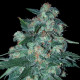 Семена конопли Ketama - 10 seeds reg. World of Seeds