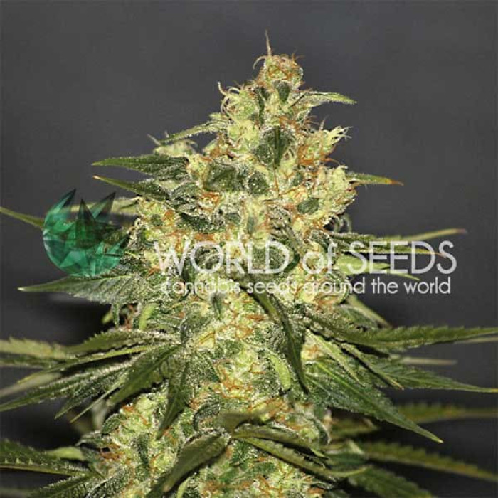 Семена конопли Ketama - 10 seeds reg. World of Seeds