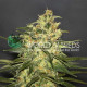Семена конопли Ketama - 10 seeds reg. World of Seeds
