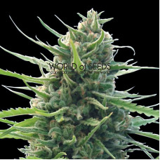 Kilimanjaro - 10 seeds regular (World of Seeds)