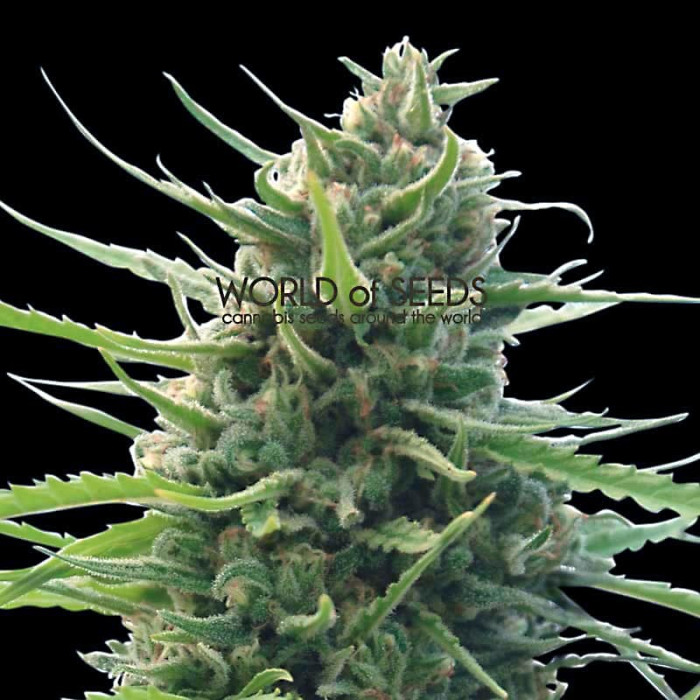 Семена конопли Kilimanjaro - 10 seeds reg. World of Seeds
