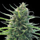 Семена конопли Kilimanjaro - 10 seeds reg. World of Seeds