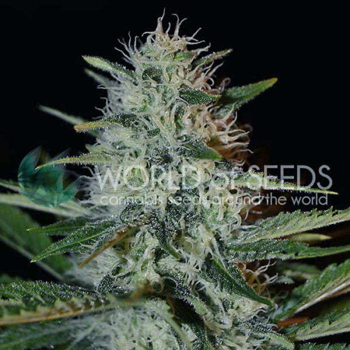 Семена конопли Kilimanjaro - 10 seeds reg. World of Seeds