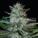 Семена конопли Kilimanjaro - 10 seeds reg. World of Seeds