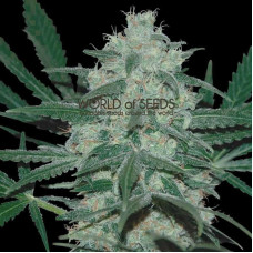 Pakistan Valley - 10 seeds regular (World of Seeds)