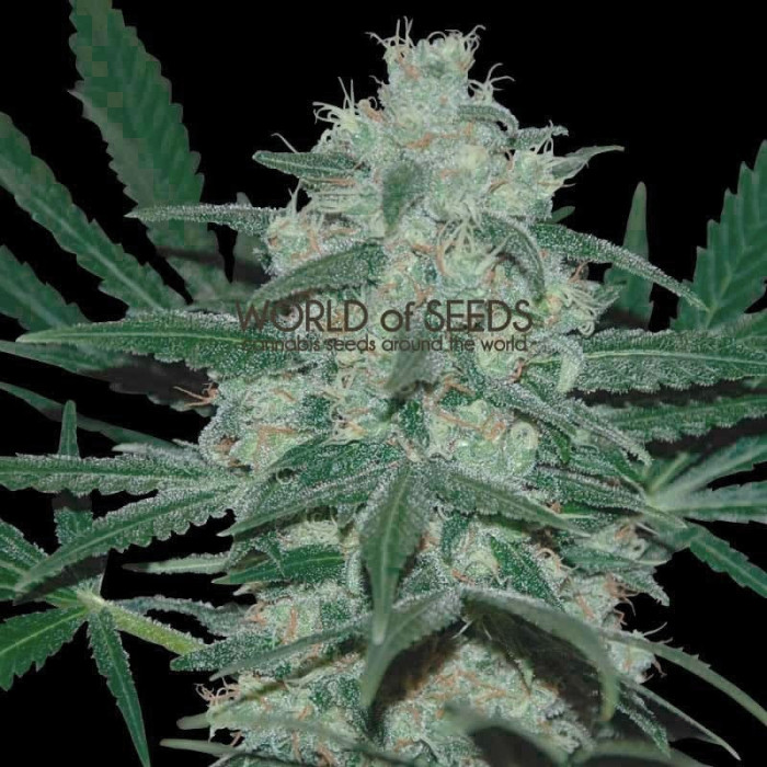 Семена конопли Pakistan Valley - 10 seeds reg. World of Seeds