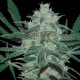 Семена конопли Pakistan Valley - 10 seeds reg. World of Seeds
