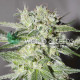 Семена конопли Pakistan Valley - 10 seeds reg. World of Seeds