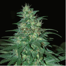 South African Kwazulu - 10 seeds regular (World of Seeds)