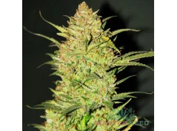 OG Kush auto feminised (MASTER SEED)