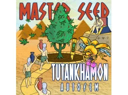 Tutankhamon auto feminised (MASTER SEED)