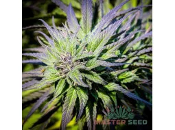 Black Widow feminised (MASTER SEED)
